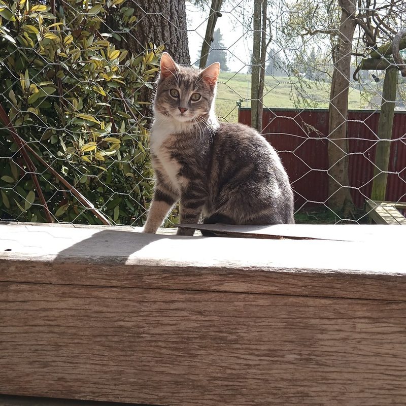 Farm cat at Sanctuary Farm