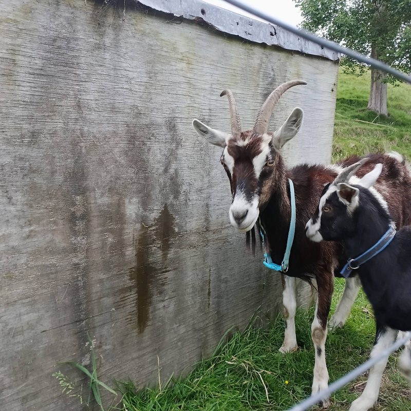 Wonky the goat at Sanctuary Farm