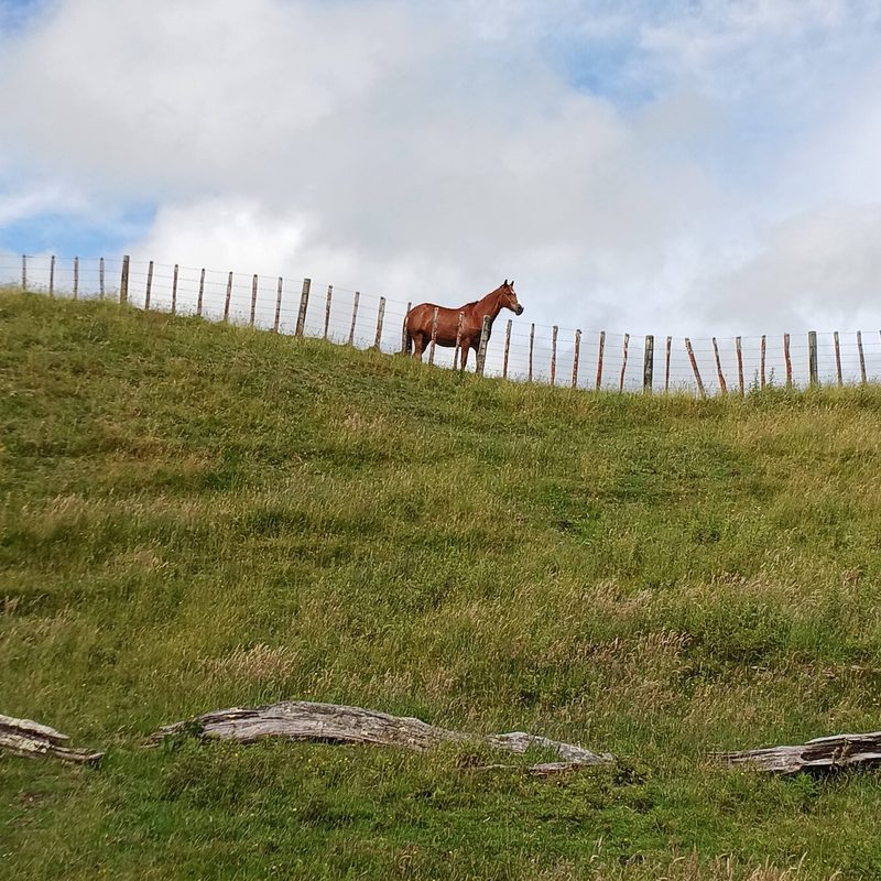 Mister the horse on the hillside